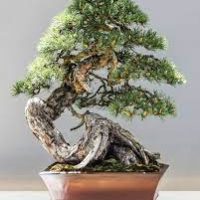 Bonsai Trees Made Easy