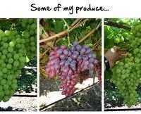 My Grape Vine